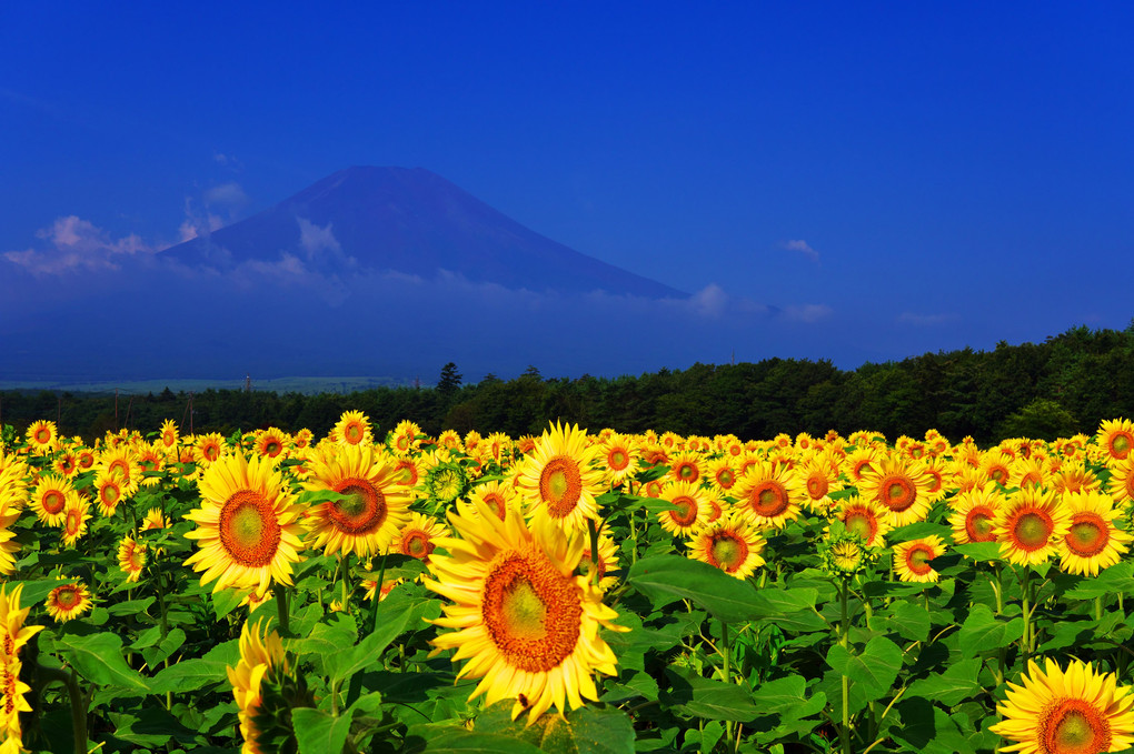 富士山麓の夏