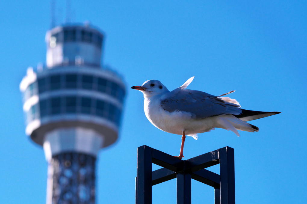 港町のカモメ