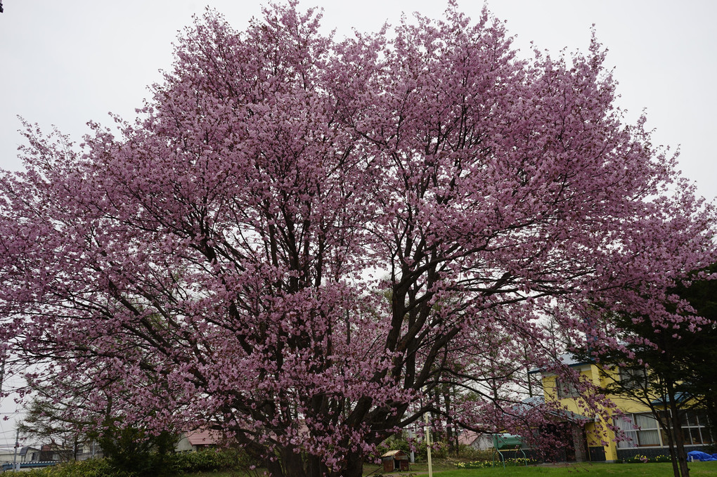 石狩市～近所の桜