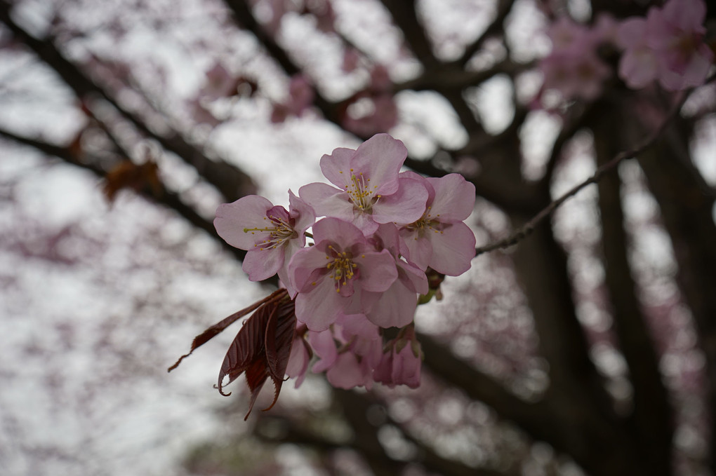 石狩市～近所の桜