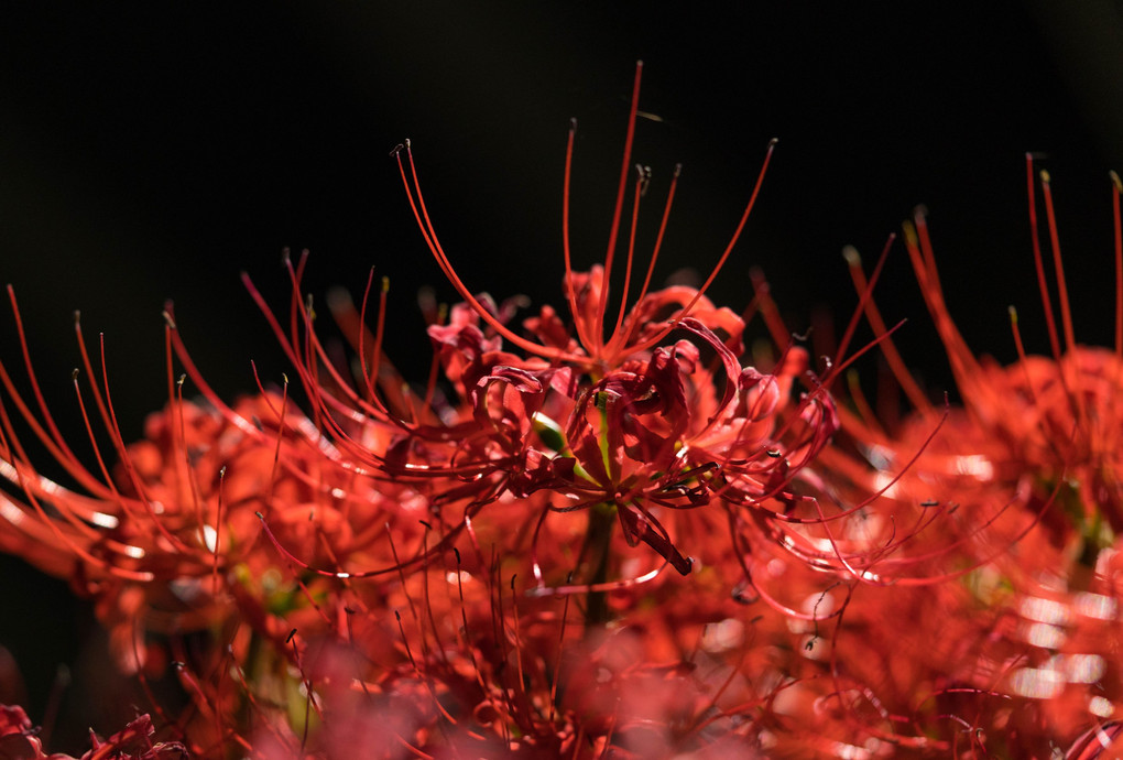 夜の赤い花