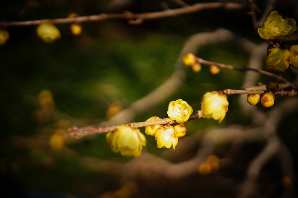 春の訪れ「蝋梅」