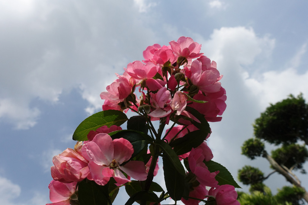 ホンカイドウ？って花だと思います