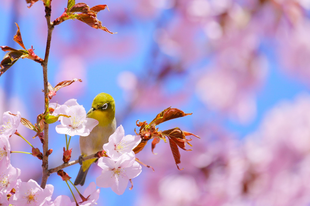 花より団子