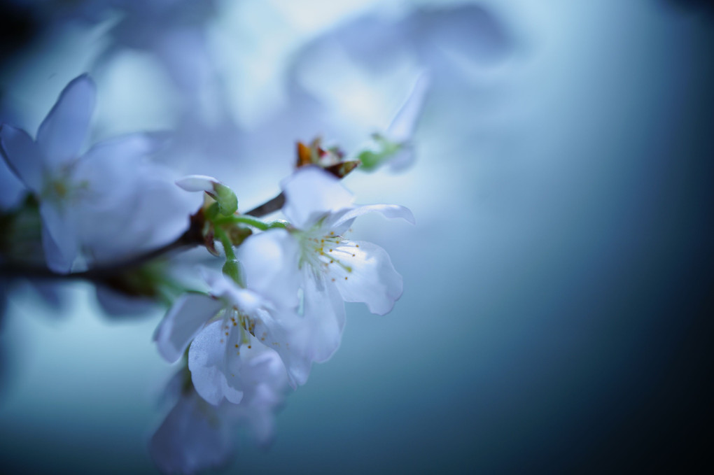 幻想の桜「αcafe体験会～本物の春～」