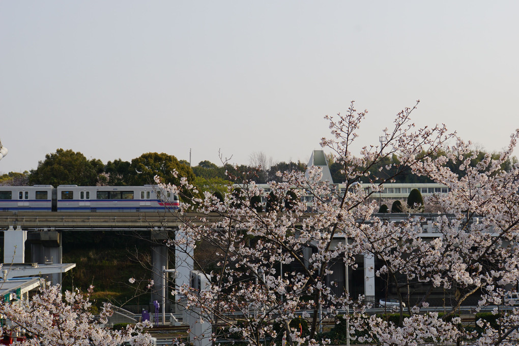 モノレールと桜