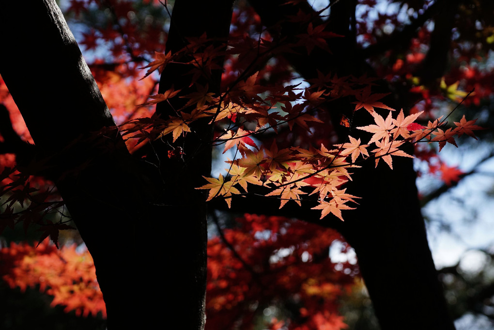 姫路城好古園の紅葉