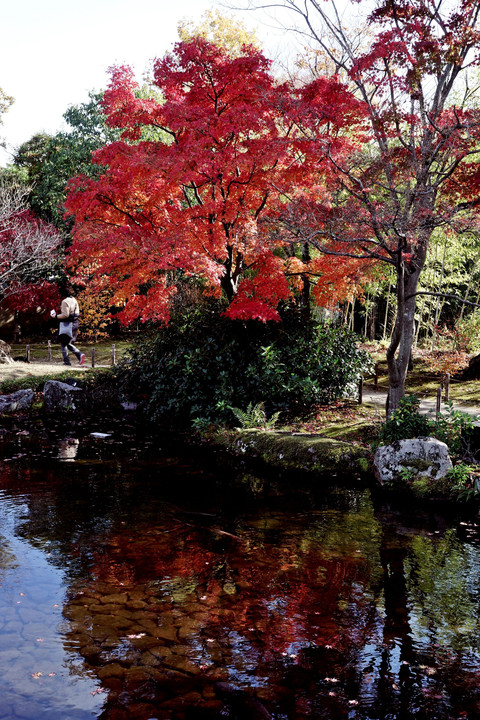 姫路城好古園の紅葉