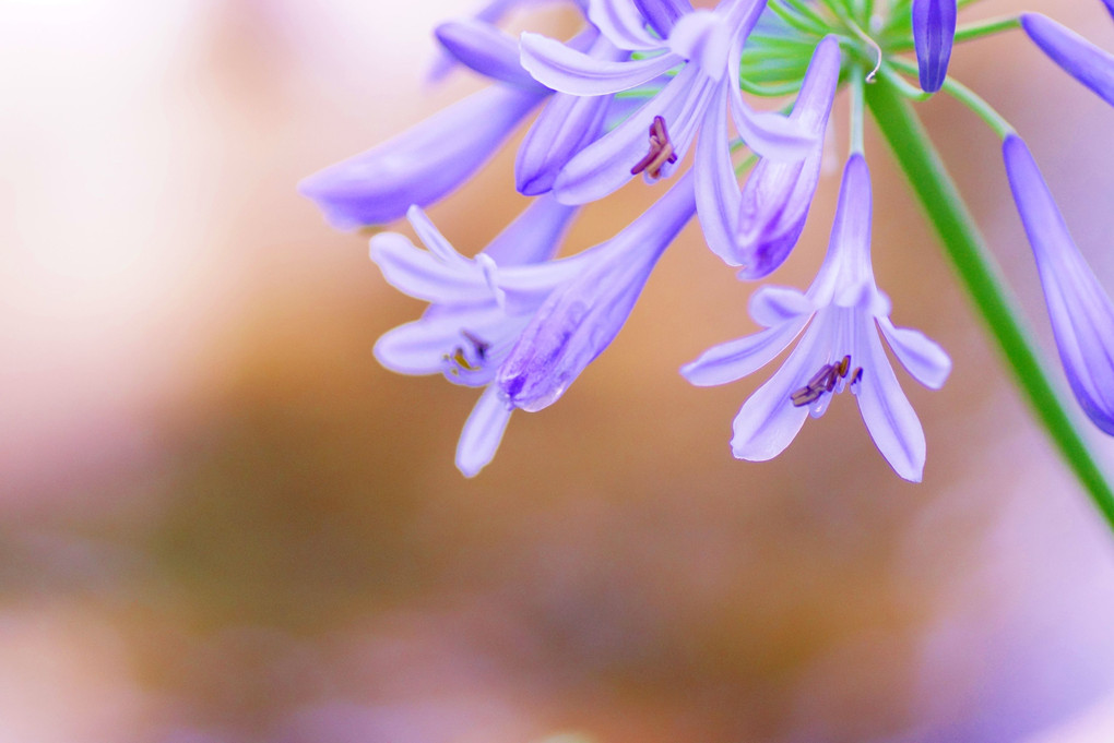 Today's Agapanthus
