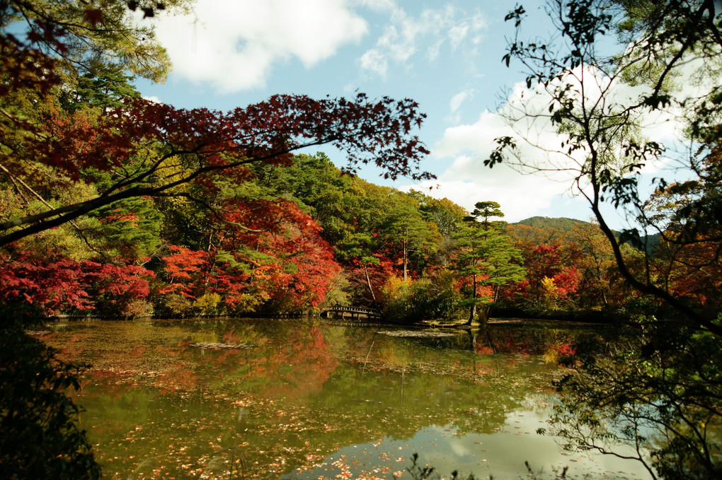 神戸森林植物園の紅葉