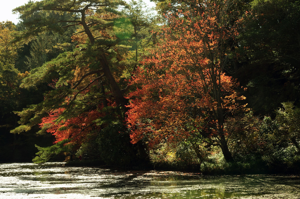 神戸森林植物園の紅葉