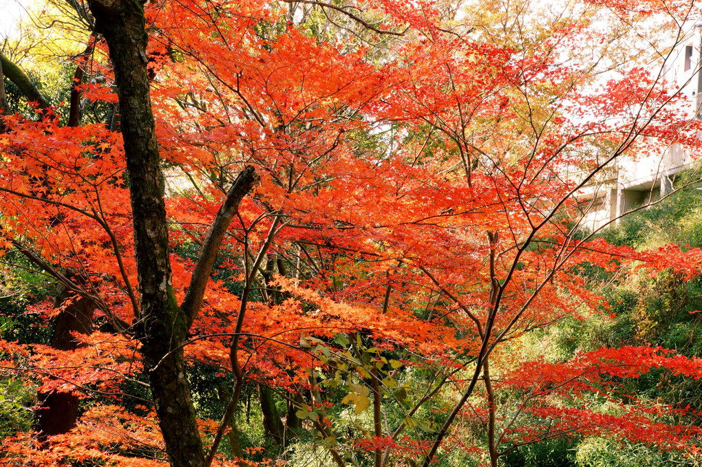 神戸東灘の紅葉の穴場？