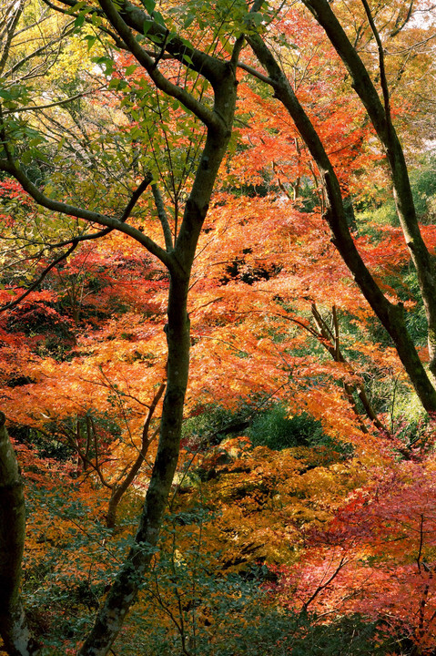 神戸東灘の紅葉の穴場？