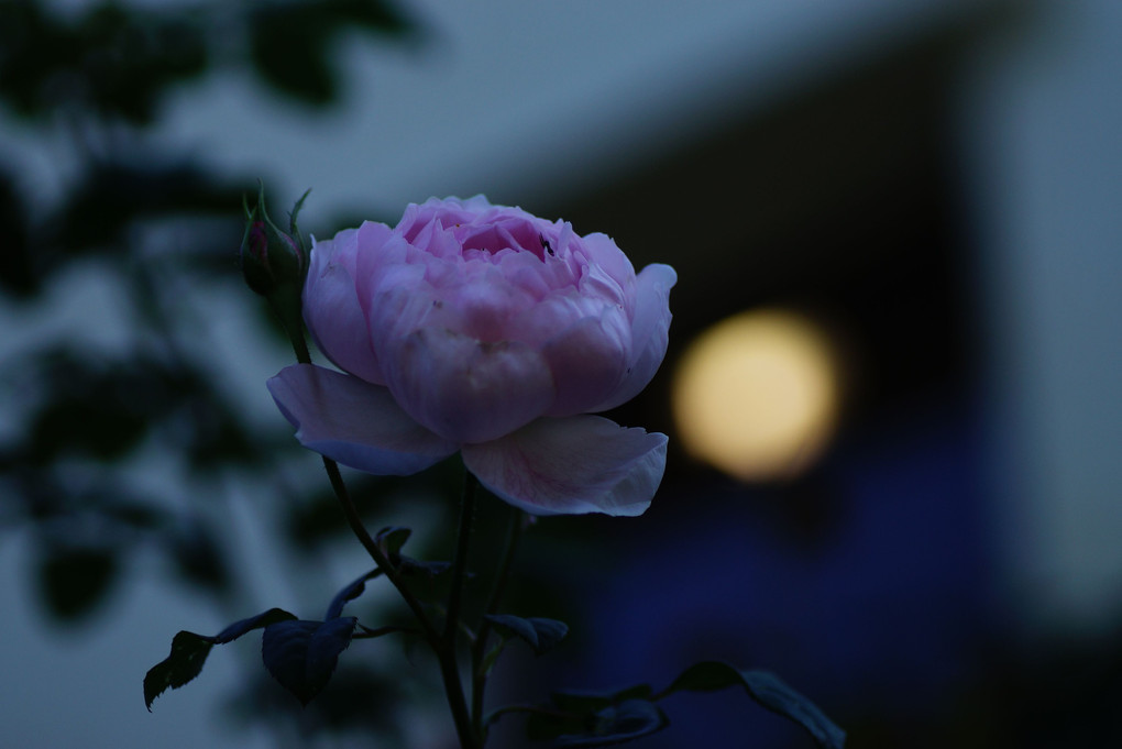 薔薇と明かりと