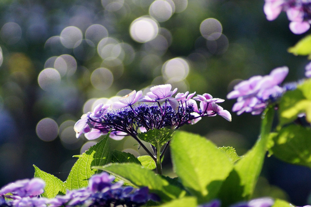 午後の紫陽花