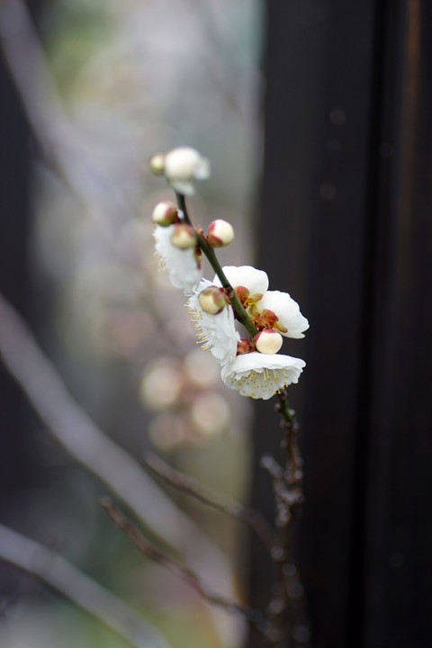 今年も咲いてくれました