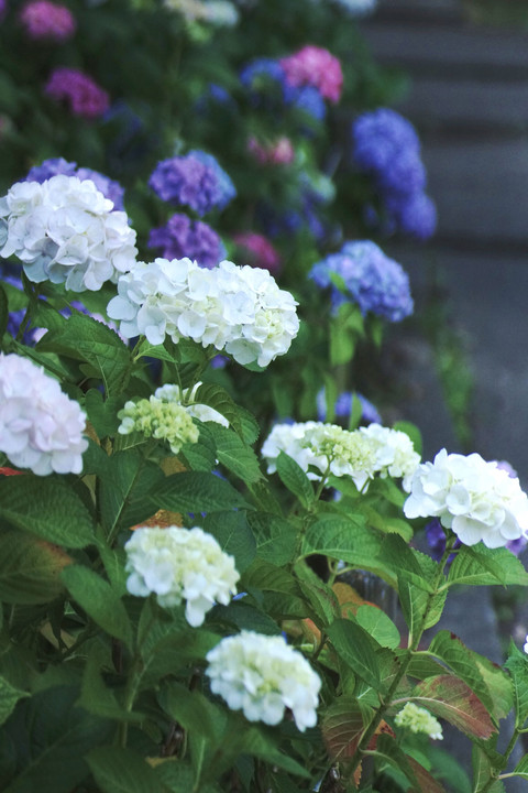 紫陽花の季節