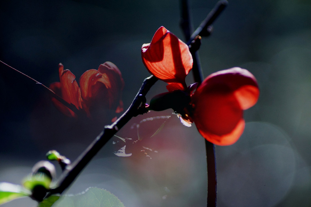 ボケの花も輝く