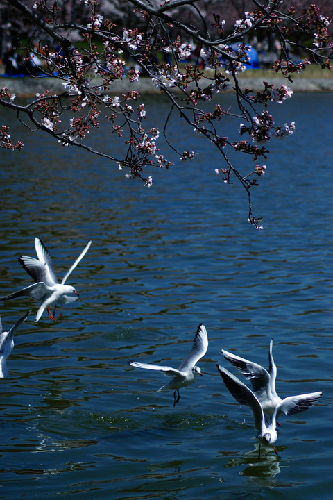 明石公園、近日満開