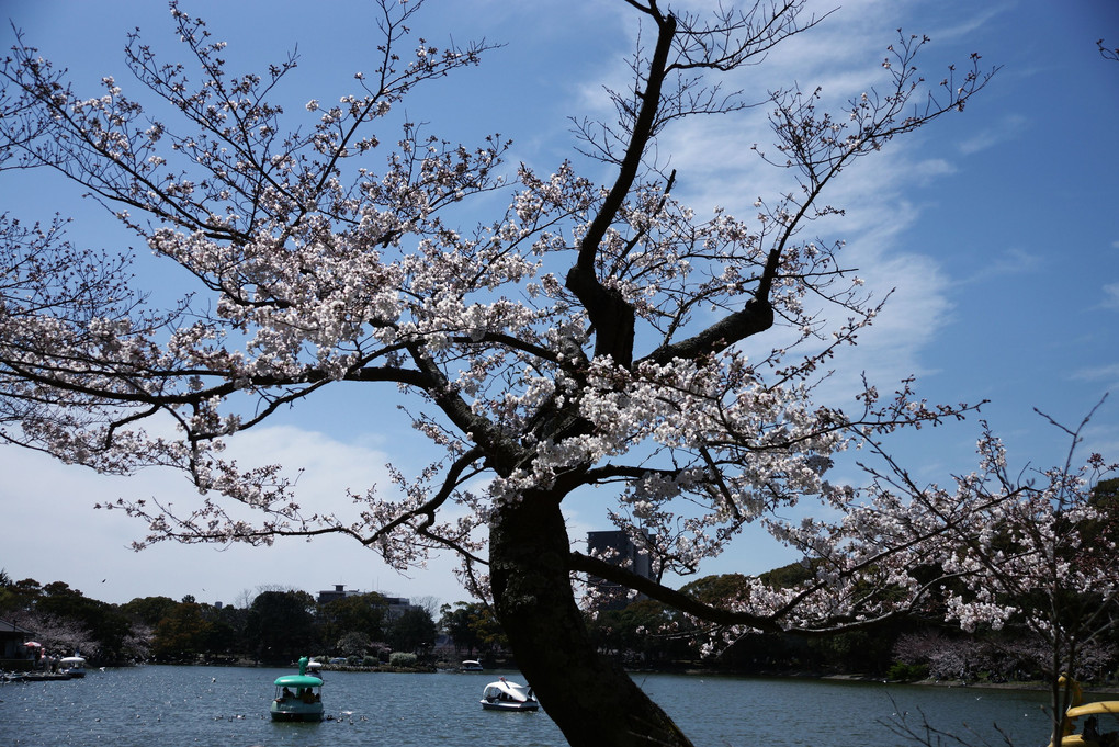 明石公園、近日満開