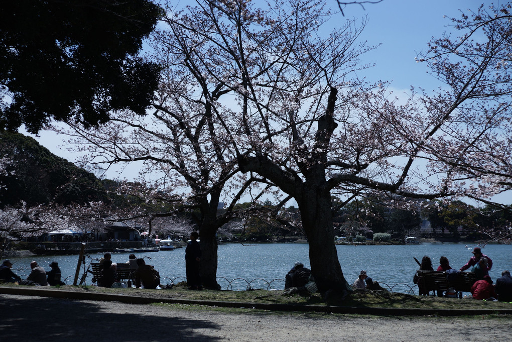 明石公園、近日満開