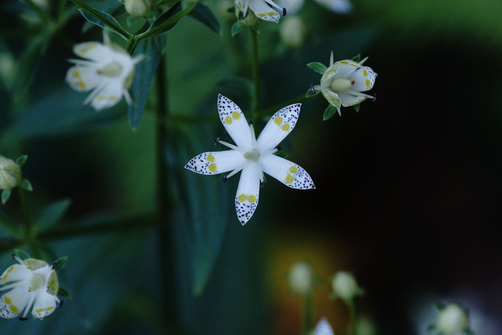 九月の終わり・白い花