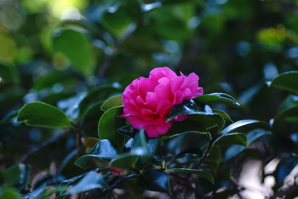 たぶん山茶花