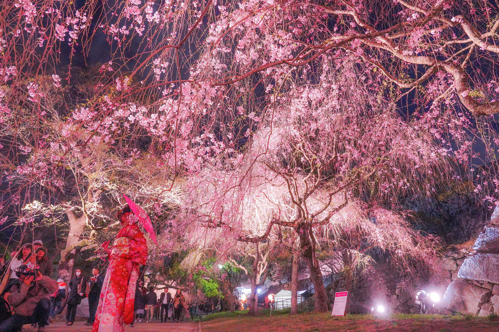 桜、福岡城跡にて