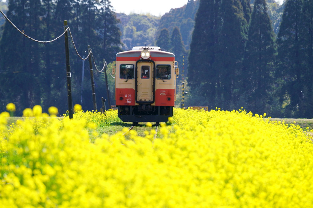 菜の花咲く鉄路