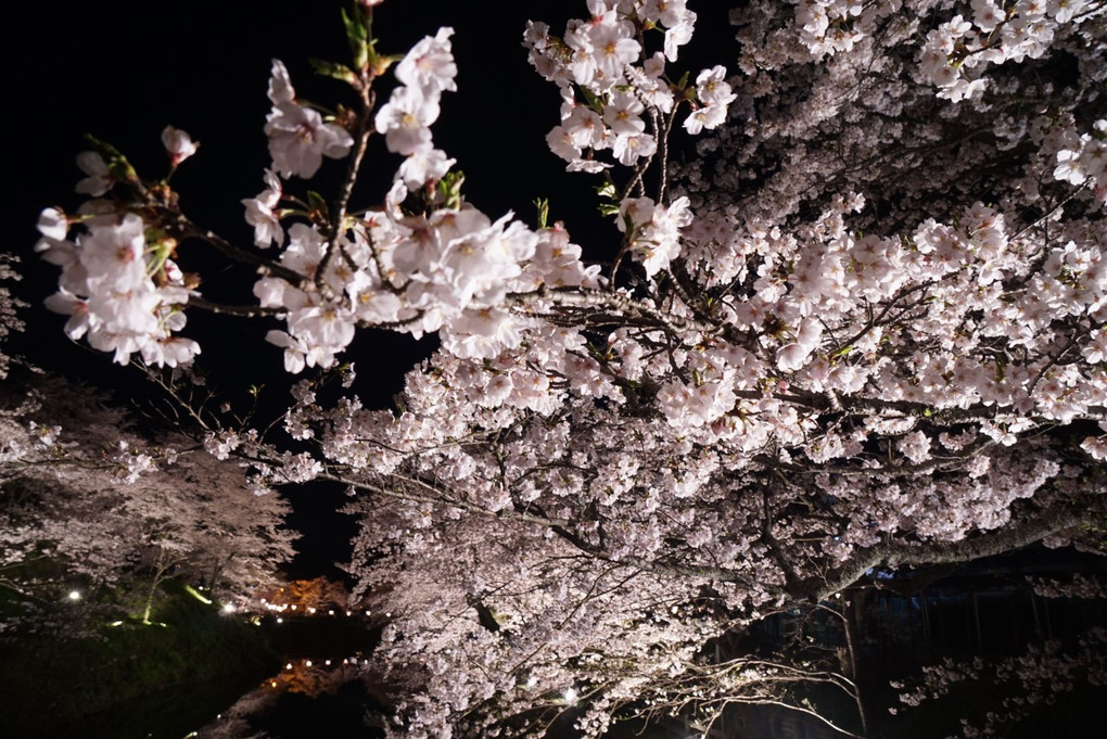 鹿野城跡桜公園の夜桜(ライトアップ)
