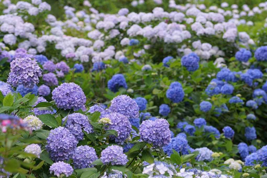 舞鶴自然文化圏の紫陽花
