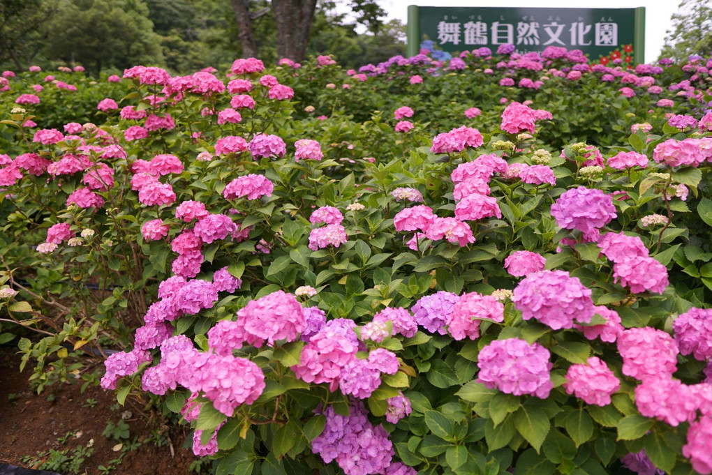 舞鶴自然文化圏の紫陽花