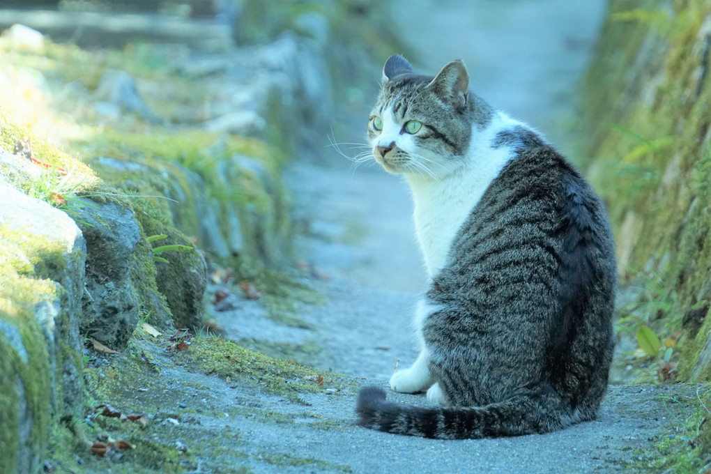 比叡山の麓の猫さん