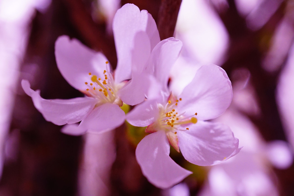 知って楽しむ～満開の桜を撮ろう～に参加しました。