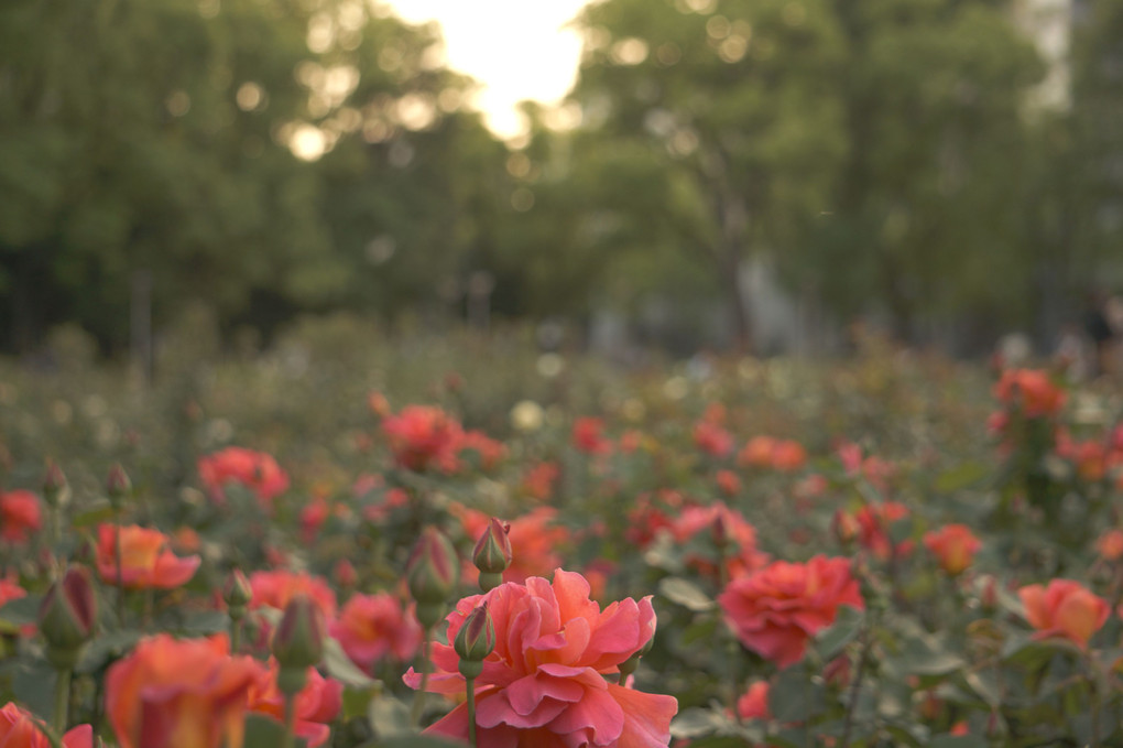 靱公園の薔薇