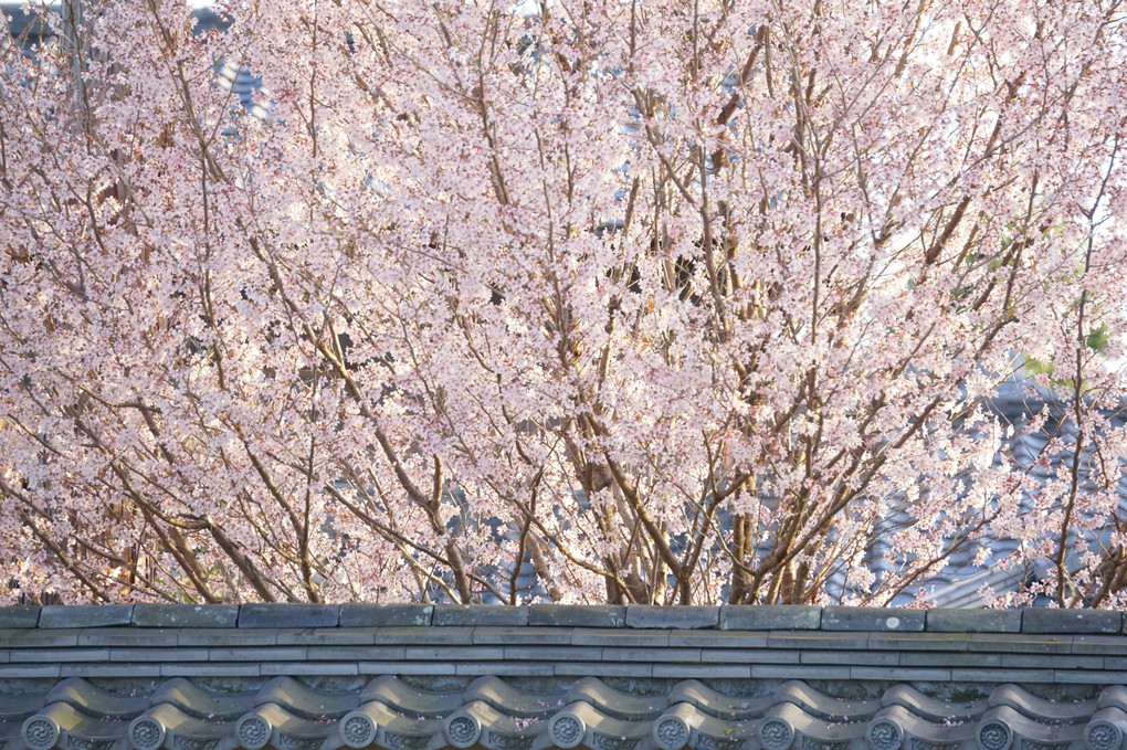桜色×銀鼠