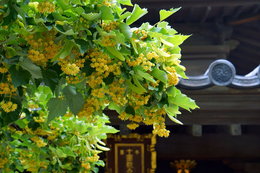 芳醇な香り立つ菩提樹の花ー恵光院・筥崎