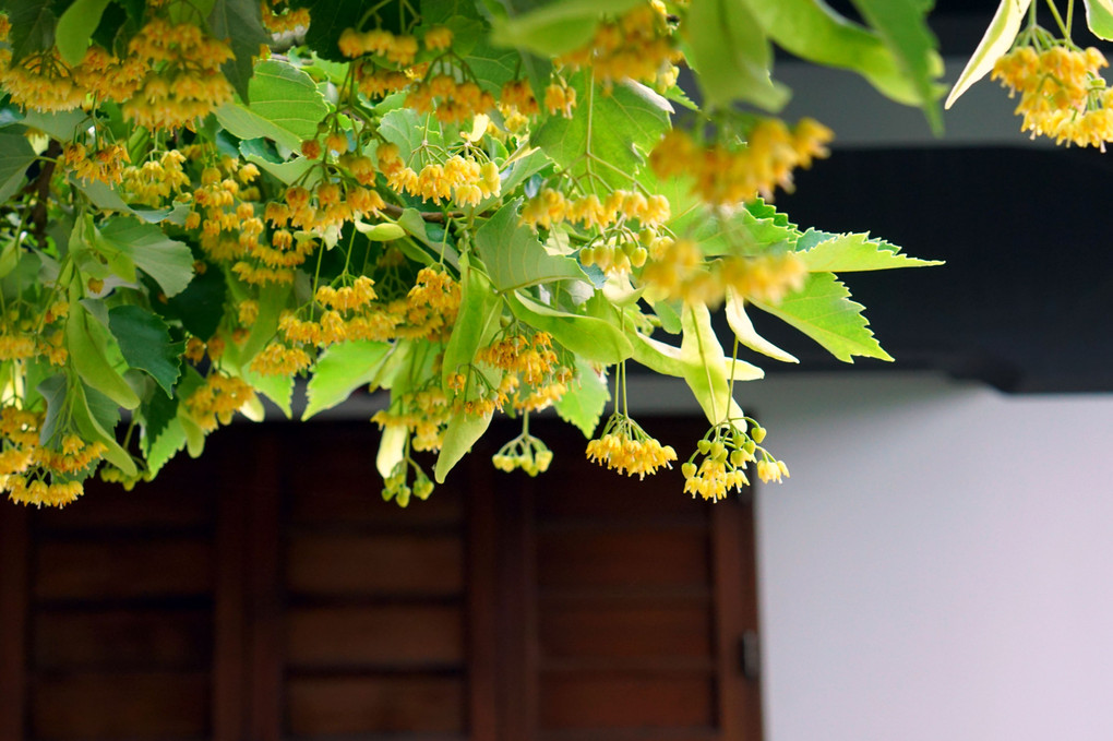 芳醇な香り立つ菩提樹の花ー恵光院・筥崎