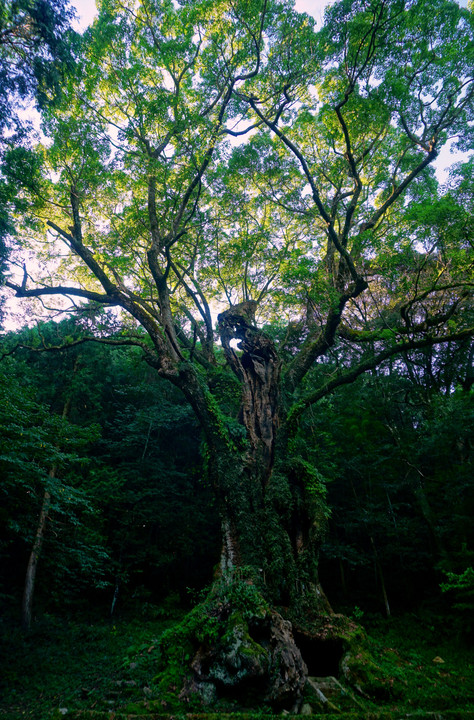 樹齢3000年以上ー武雄の大楠