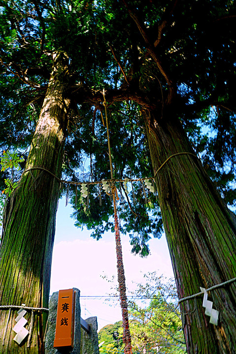 樹齢3000年以上ー武雄の大楠