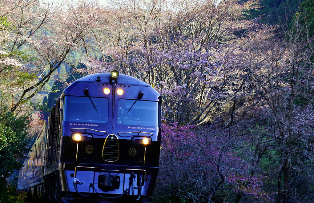 ななつ星と咲き始めの桜・初めての鉄道撮り