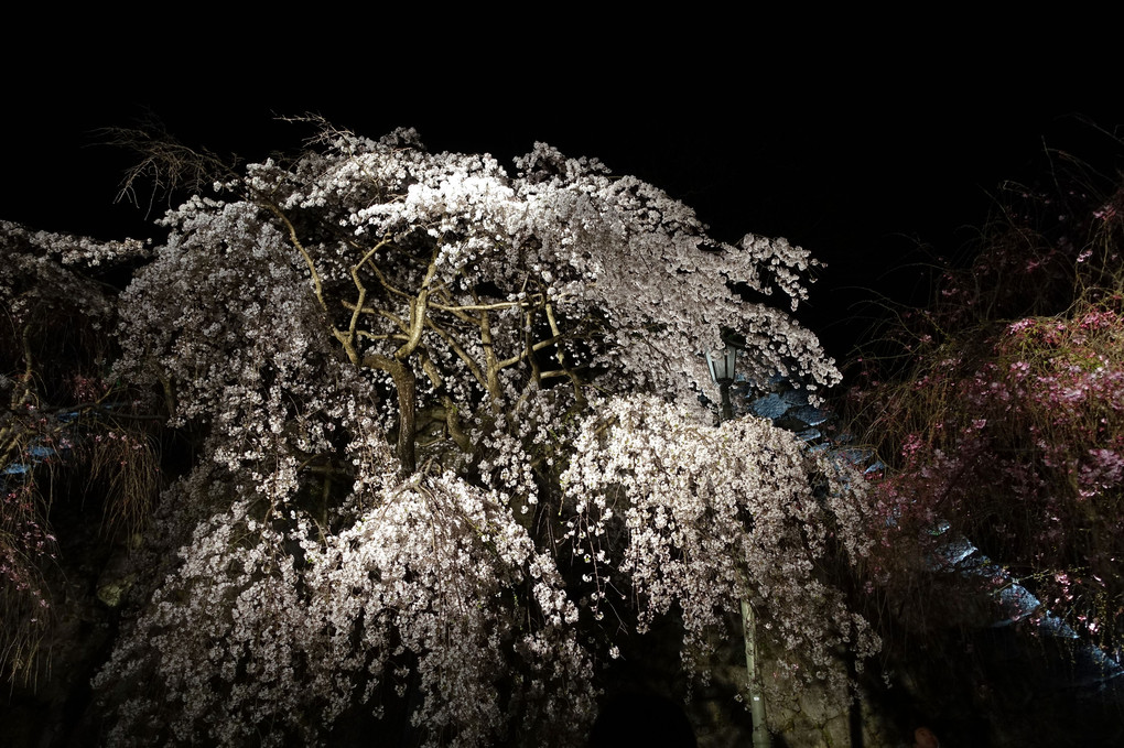 花冷えの夜桜