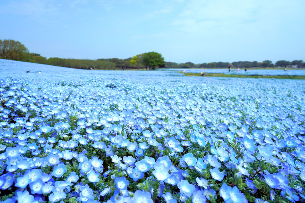 青い花の海・ネモフィラ