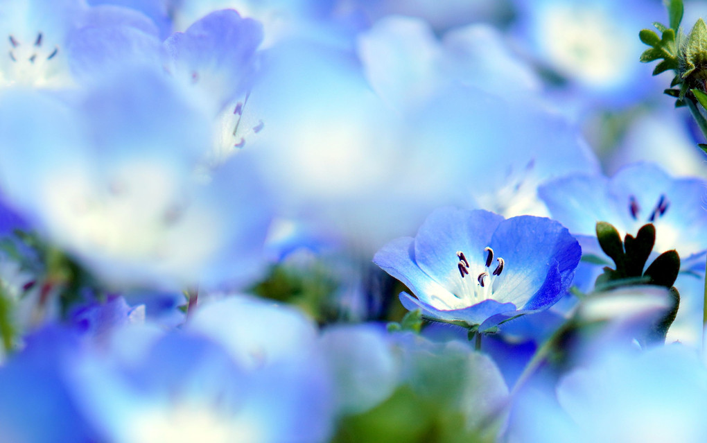 青い花の海・ネモフィラ