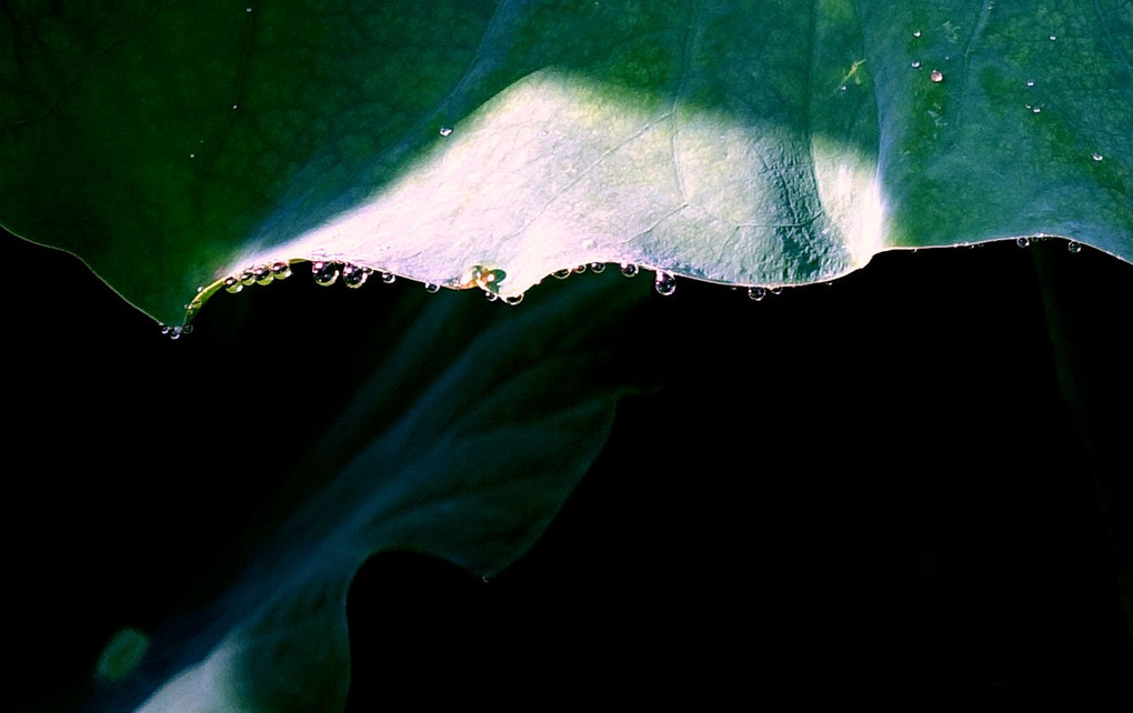滴・早朝の蓮の葉
