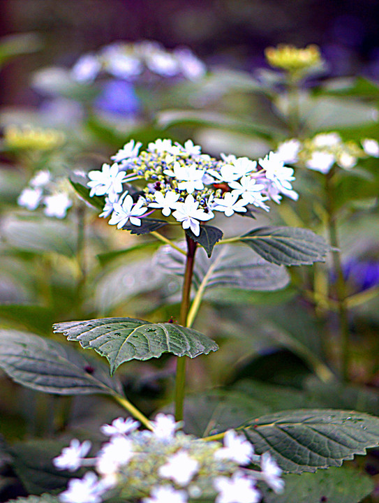 筥崎宮紫陽花園①