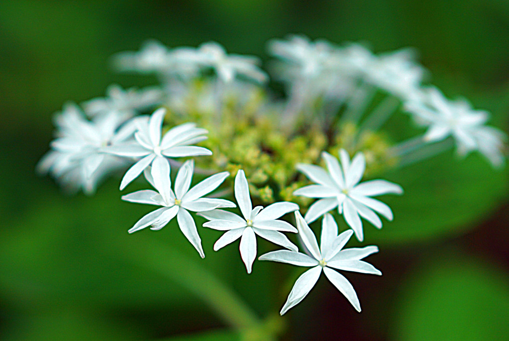 筥崎宮紫陽花園①