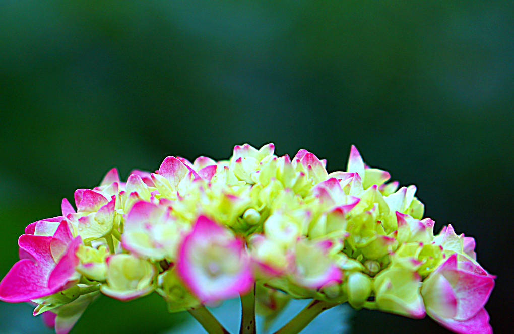 筥崎宮紫陽花園①