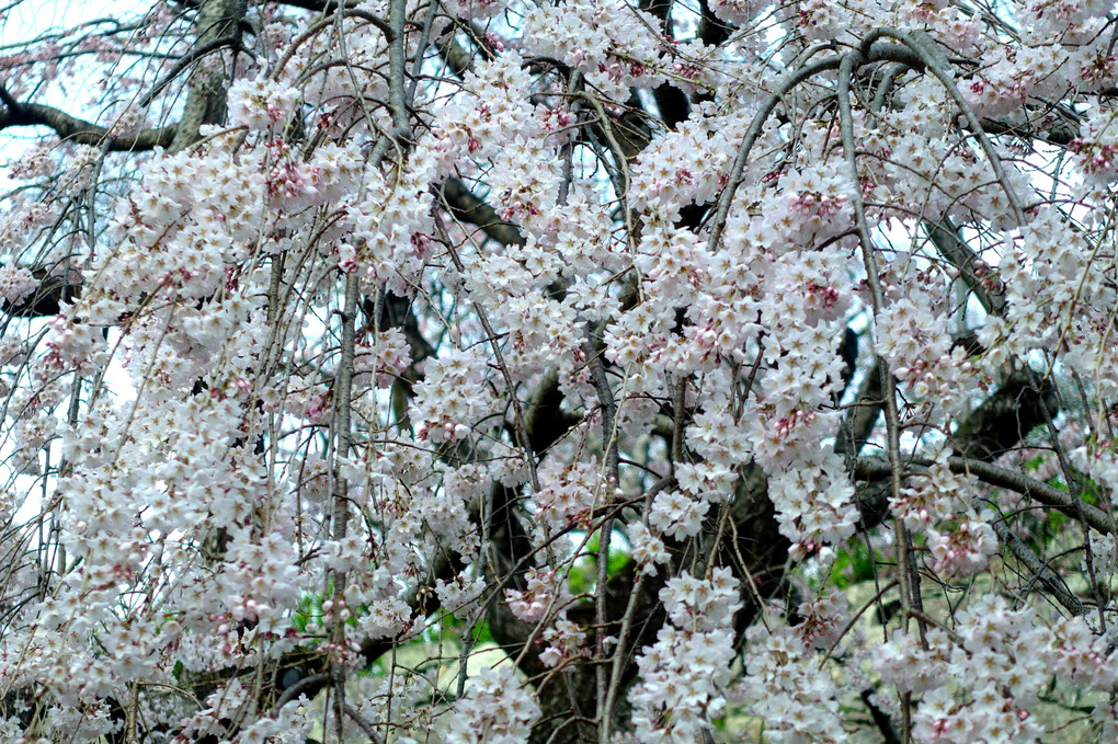 枝垂れ桜