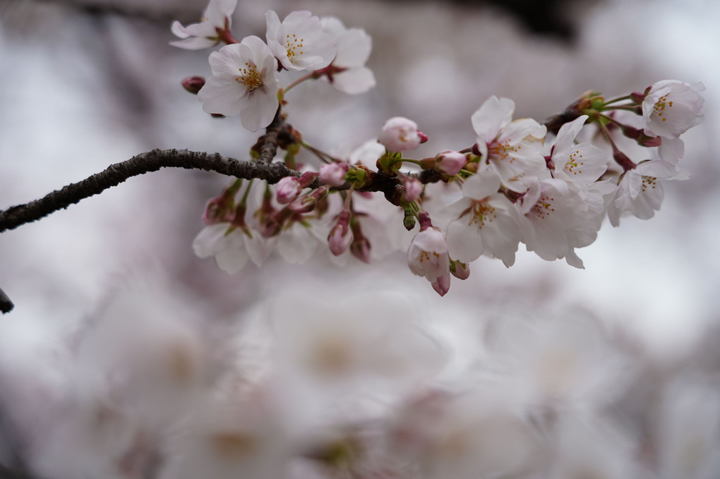 愛知県岡崎市大谷公園の桜(2022年)